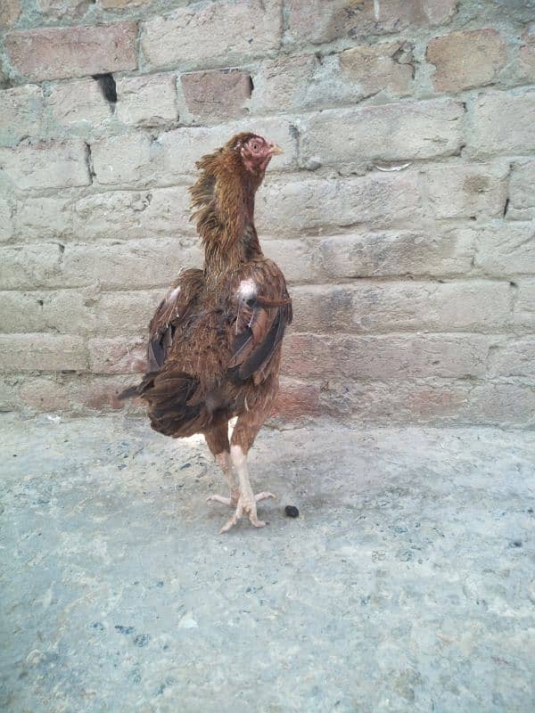 other breed aseel asil jawa shamo hung kung male female 9