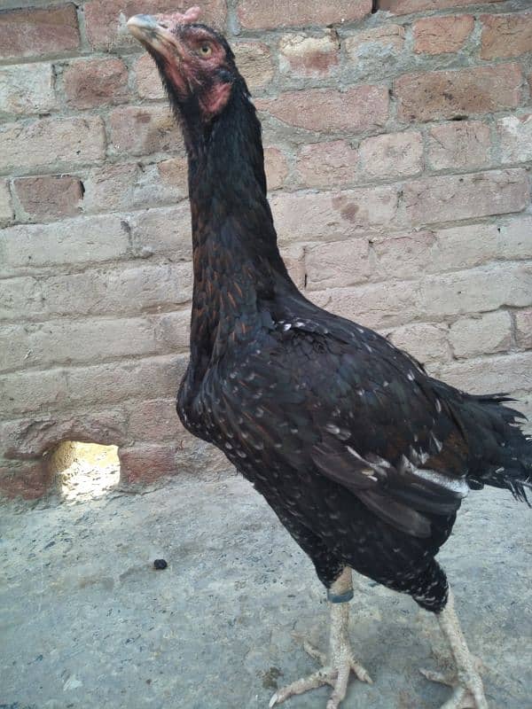 other breed aseel asil jawa shamo hung kung male female 10
