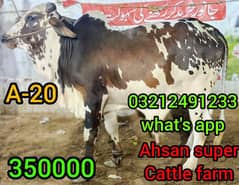 Qurbani