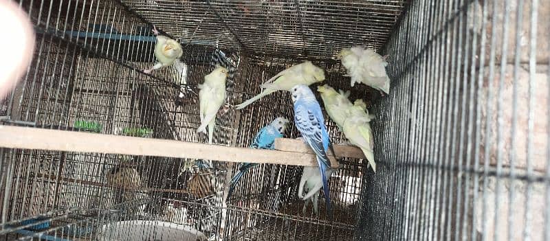 Albino Hogoromo Breeder Pair 2