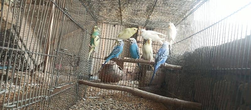 Albino Hogoromo Breeder Pair 5