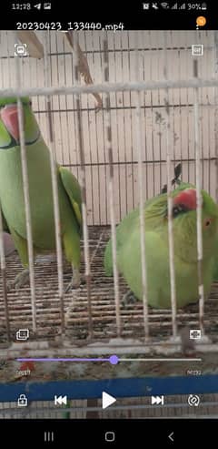 100% breeder pair hay male female dono talking krty hay samny