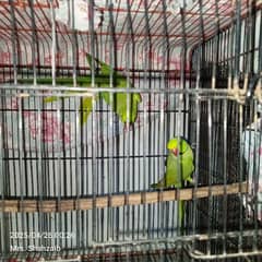 breeder