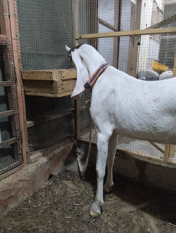 gulabi Bakri 1