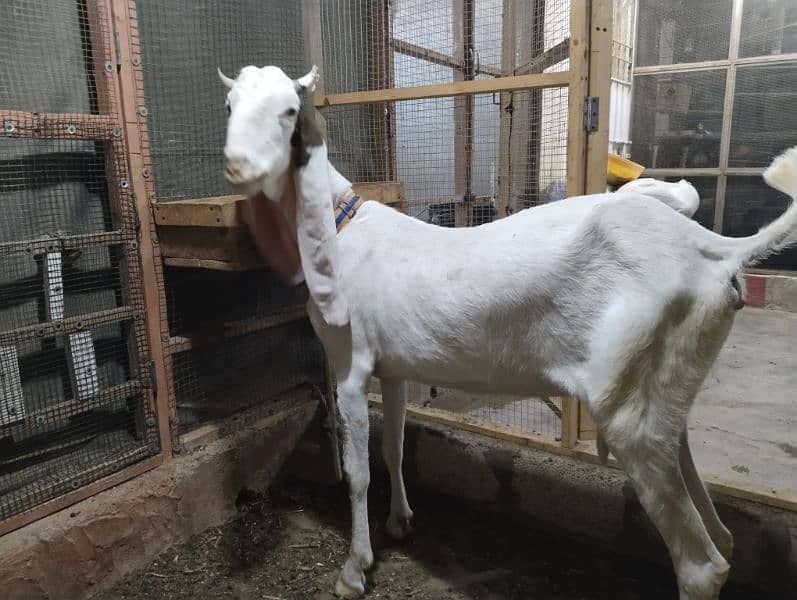 gulabi Bakri 3