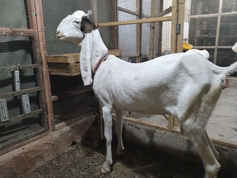 gulabi Bakri 4
