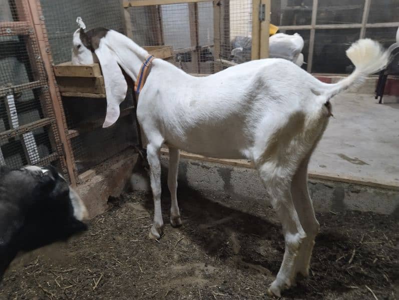 gulabi Bakri 5