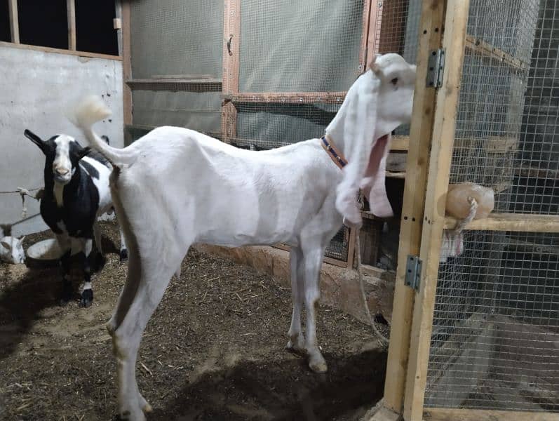 gulabi Bakri 6