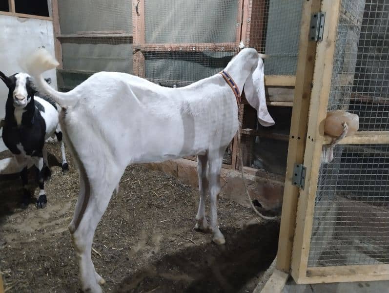 gulabi Bakri 8