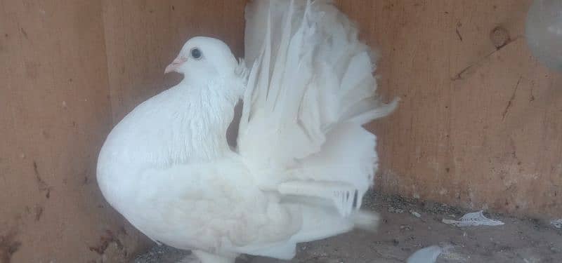 Lakkay fantails breeders 0