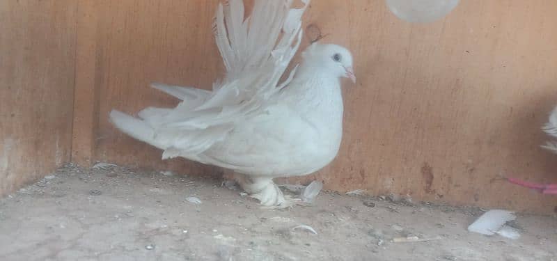 Lakkay fantails breeders 1