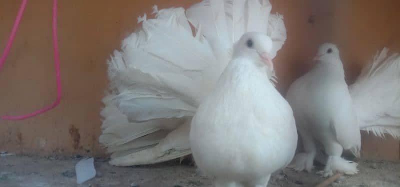 Lakkay fantails breeders 2
