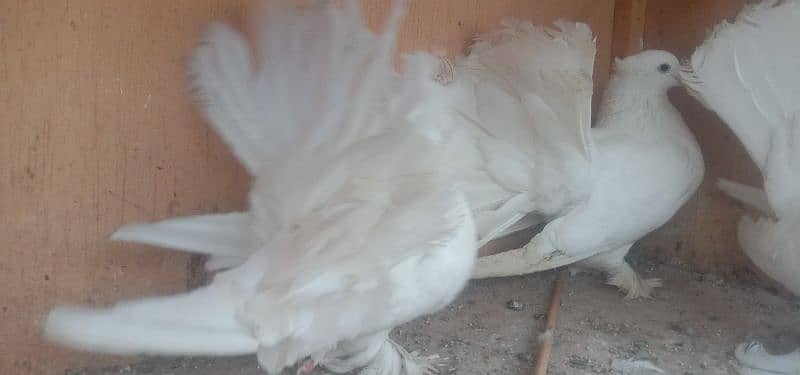 Lakkay fantails breeders 3