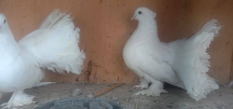 Lakkay fantails breeders 4