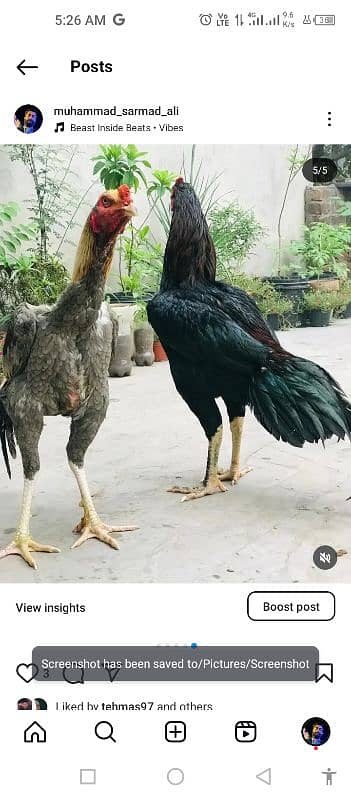shamo and Thai aseel pair 0