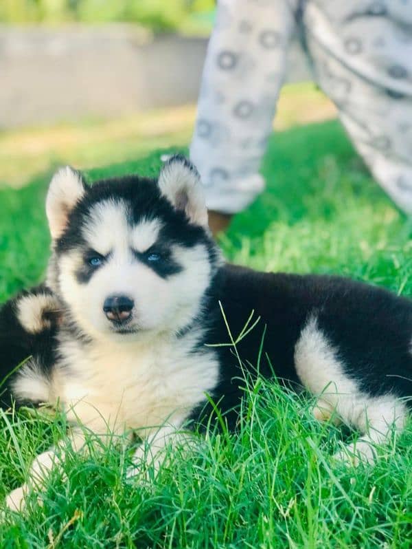 Siberian husky puppies available 0