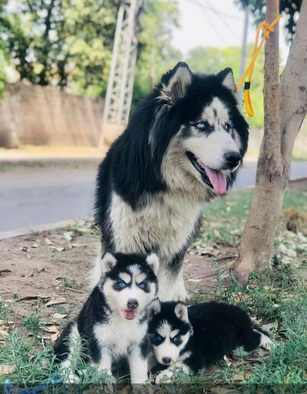 Siberian husky puppies available 2