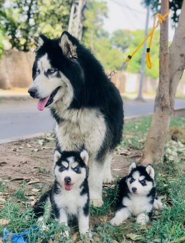 Siberian husky puppies available 3