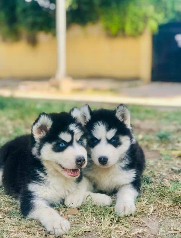 Siberian husky puppies available 4