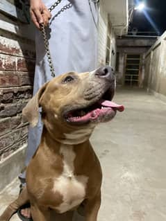 pitbull