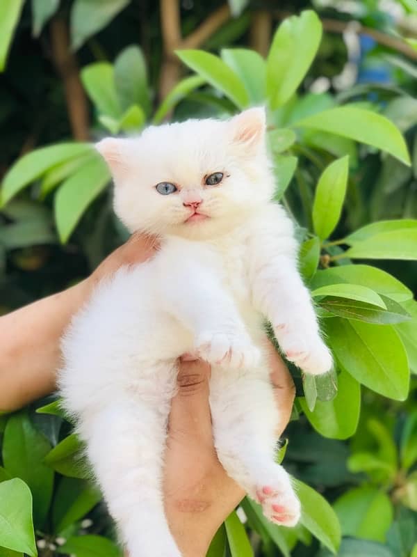 male cat 0