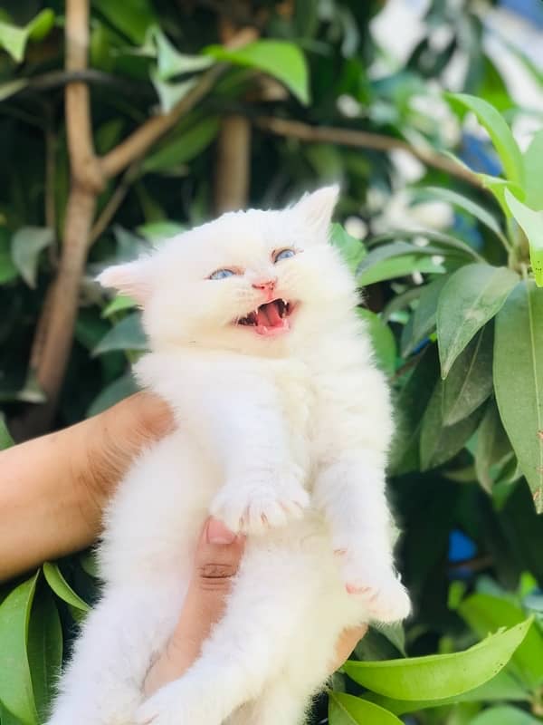 male cat 1