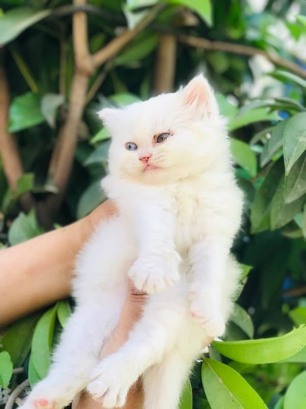 male cat 2