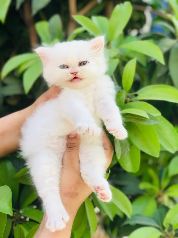 male cat 3