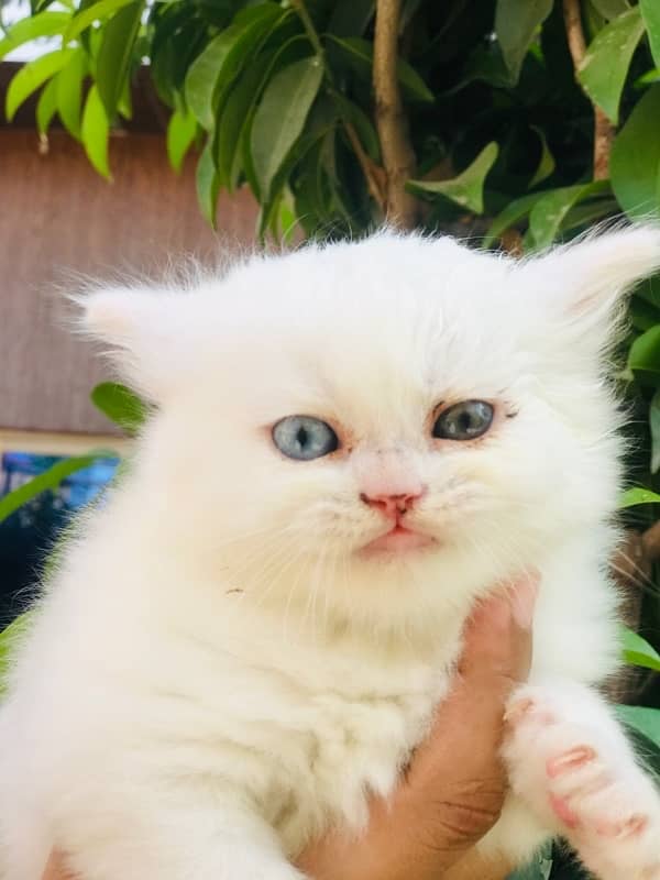 male cat 4