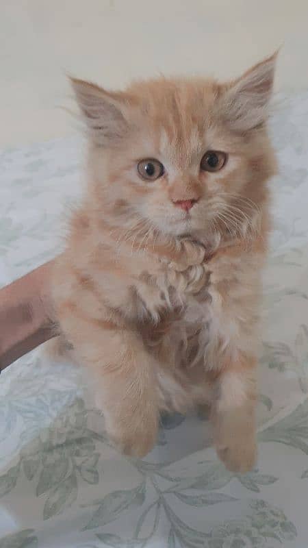 Persian Kitten Panch Face 0