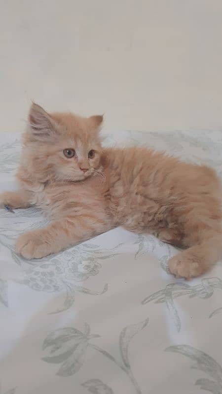 Persian Kitten Panch Face 3