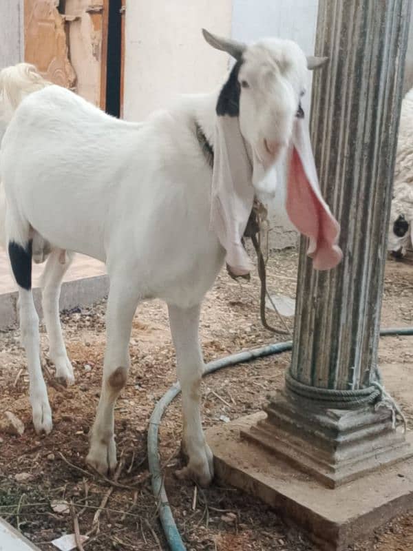 gulabi goat 0