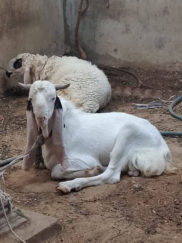 gulabi goat 1