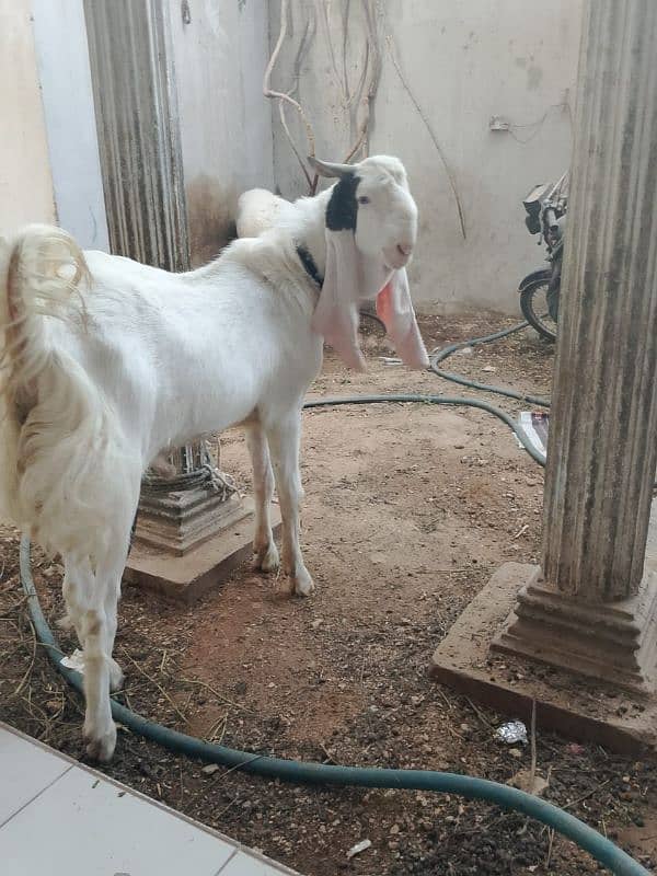 gulabi goat 2