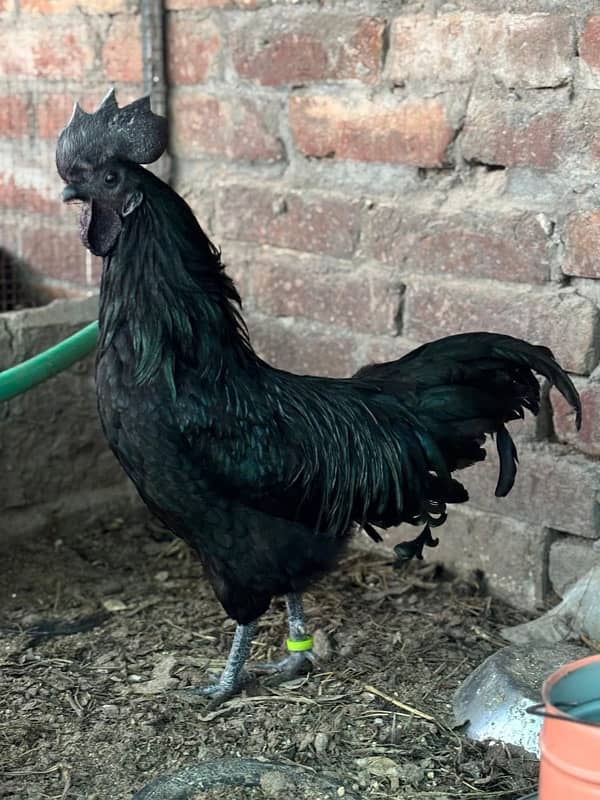 ayam cemani breeder male 0