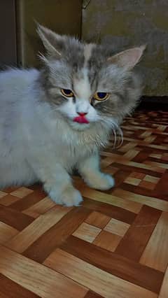 Calico Doll Face
