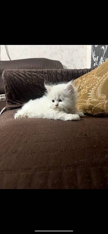 punch n semi punch kitten available 0