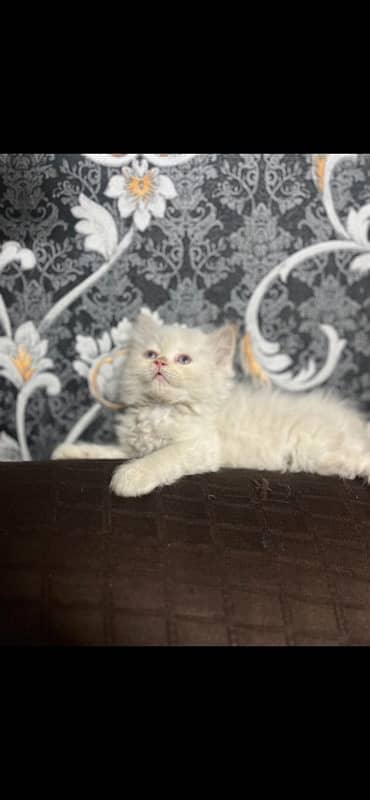 punch n semi punch kitten available 1