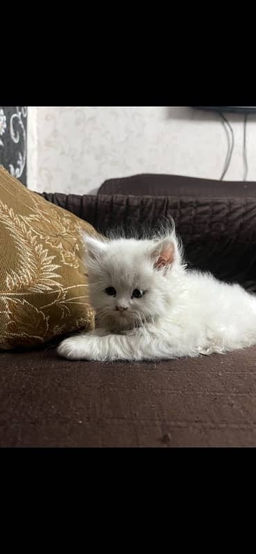 punch n semi punch kitten available 2
