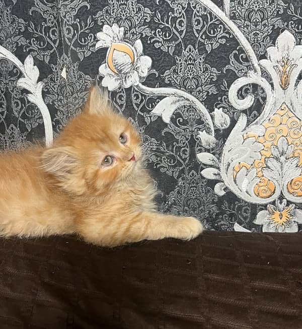 punch n semi punch kitten available 3