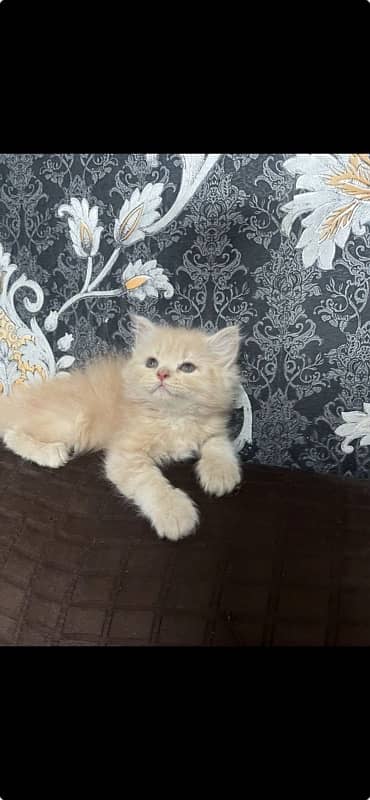 punch n semi punch kitten available 5