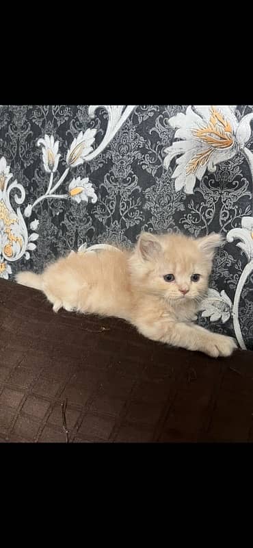 punch n semi punch kitten available 6