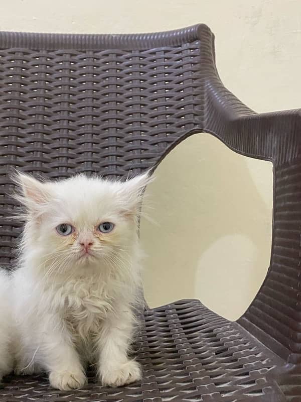 punch n semi punch kitten available 7