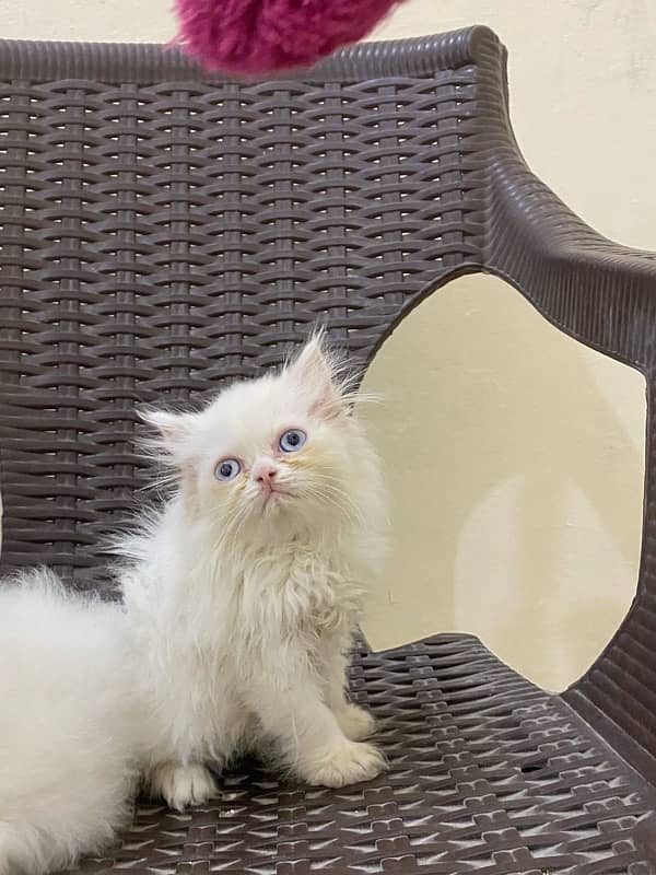 punch n semi punch kitten available 8