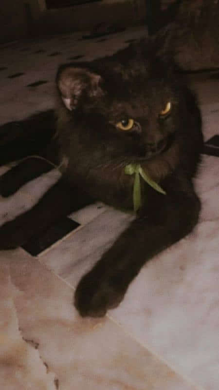 Black Male Persian 3rd coated 0