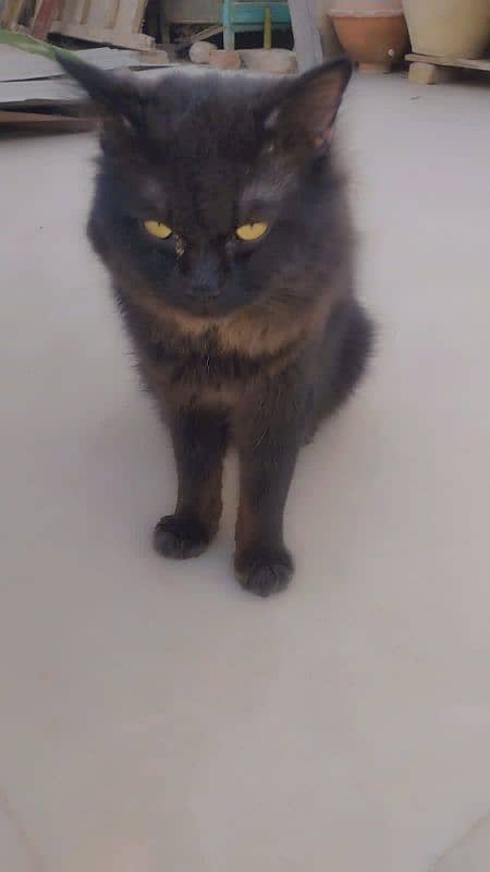 Black Male Persian 3rd coated 3