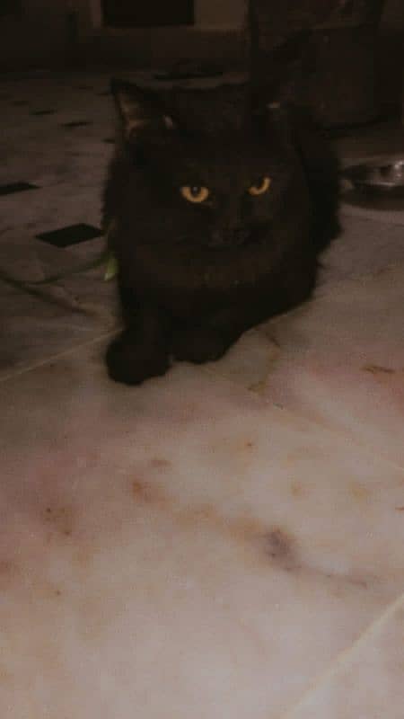 Black Male Persian 3rd coated 4