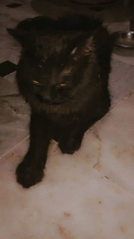 Black Male Persian 3rd coated 5