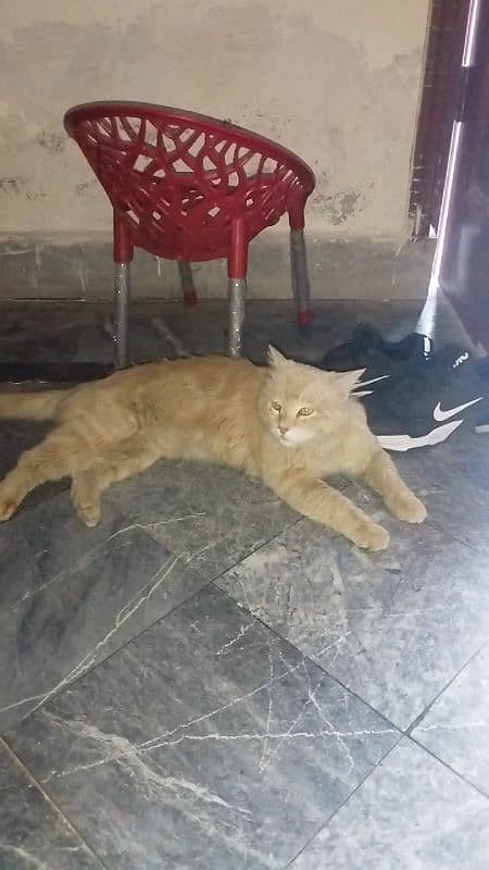Max Male Cat 1