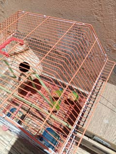 love bird